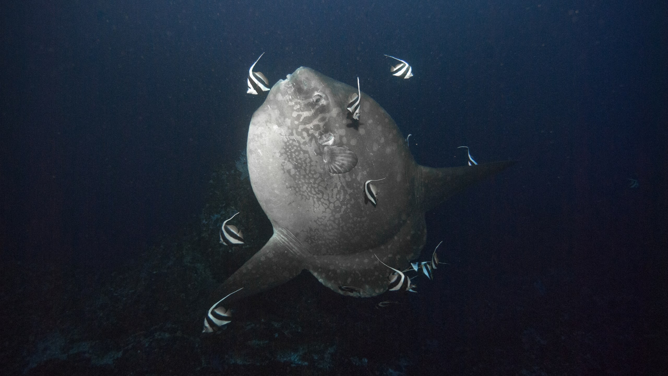 Dive Nusa Penida - mola-mola